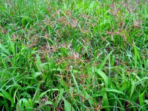 Manfaat Rumput Teki Untuk Ayam Aduan